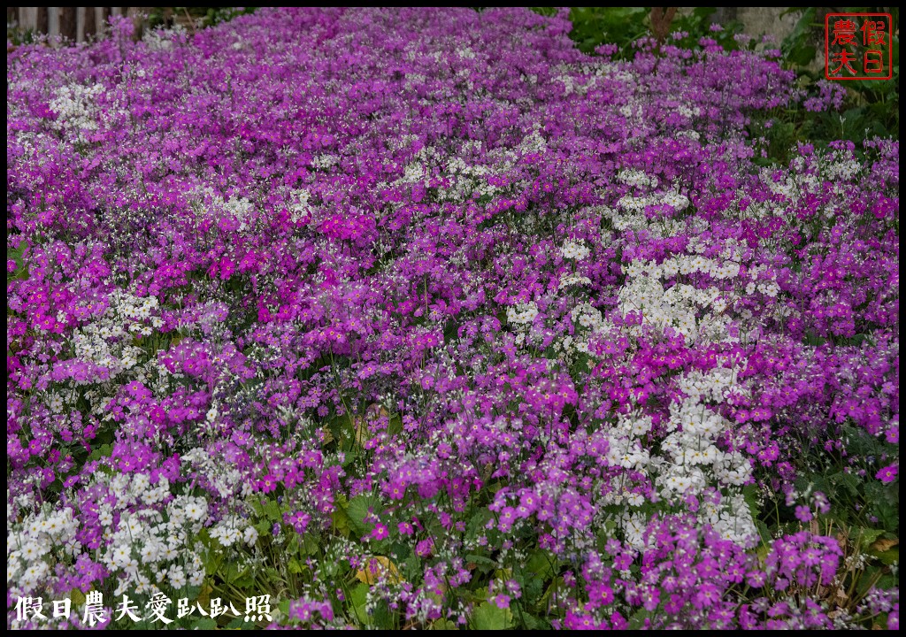 南投臺大梅峰農場|森林GOGO二天一夜生態營/春之饗宴 @假日農夫愛趴趴照