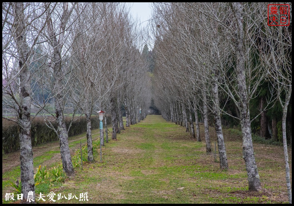 南投臺大梅峰農場|森林GOGO二天一夜生態營/春之饗宴 @假日農夫愛趴趴照