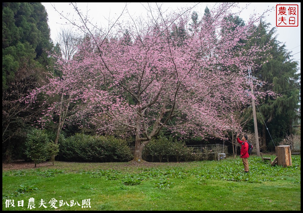 南投臺大梅峰農場|森林GOGO二天一夜生態營/春之饗宴 @假日農夫愛趴趴照