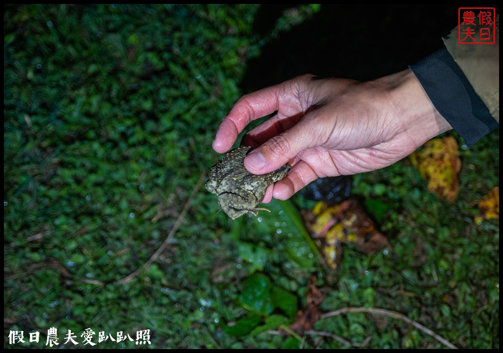 南投臺大梅峰農場|森林GOGO二天一夜生態營/春之饗宴 @假日農夫愛趴趴照