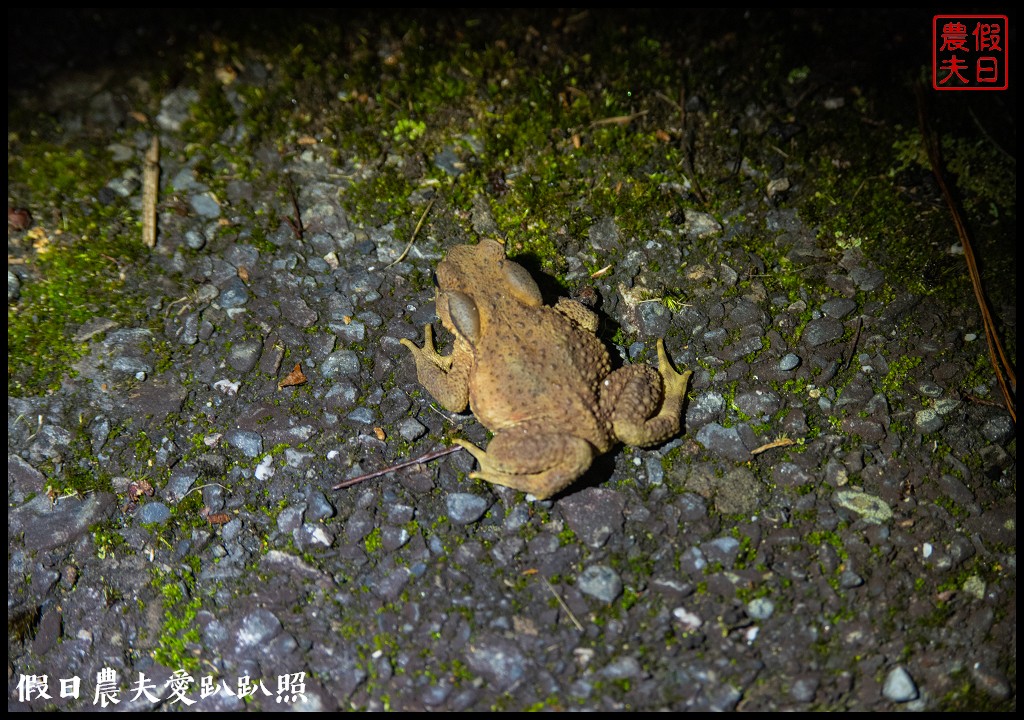 南投臺大梅峰農場|森林GOGO二天一夜生態營/春之饗宴 @假日農夫愛趴趴照