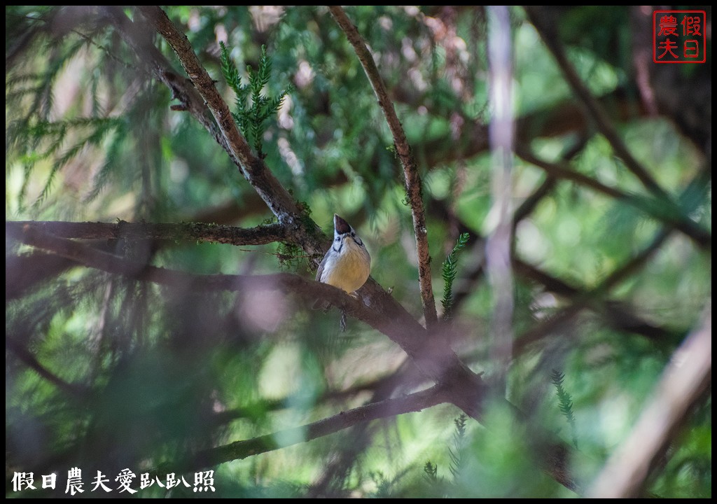 南投臺大梅峰農場|森林GOGO二天一夜生態營/春之饗宴 @假日農夫愛趴趴照