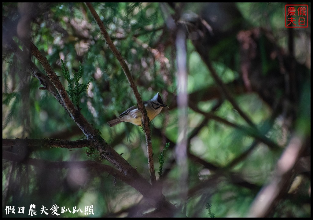 南投臺大梅峰農場|森林GOGO二天一夜生態營/春之饗宴 @假日農夫愛趴趴照