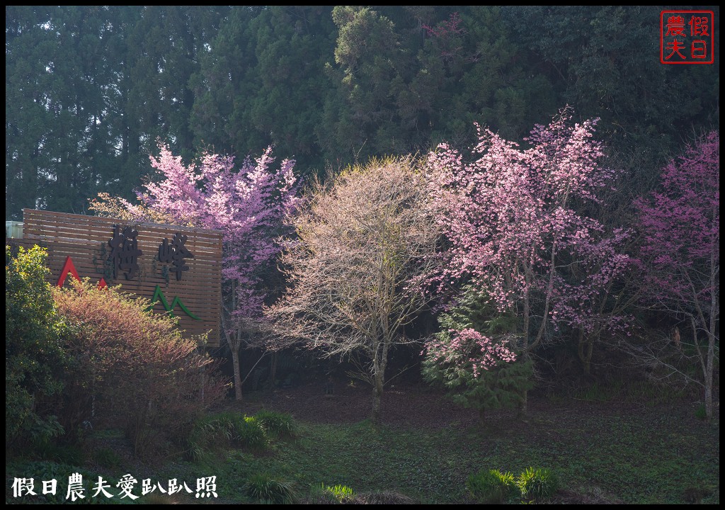 南投臺大梅峰農場|森林GOGO二天一夜生態營/春之饗宴 @假日農夫愛趴趴照