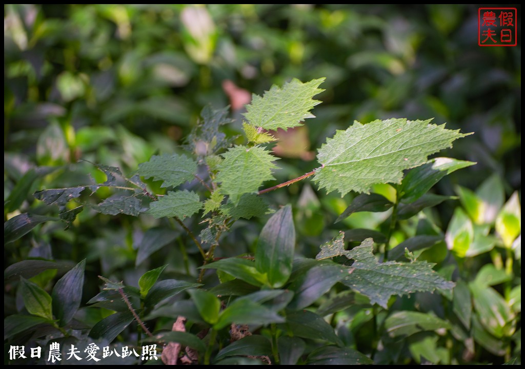 南投臺大梅峰農場|森林GOGO二天一夜生態營/春之饗宴 @假日農夫愛趴趴照