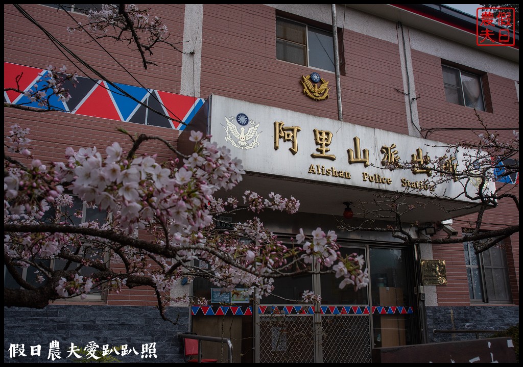 阿里山住宿|櫻山大飯店．第一次拍櫻王星軌 @假日農夫愛趴趴照