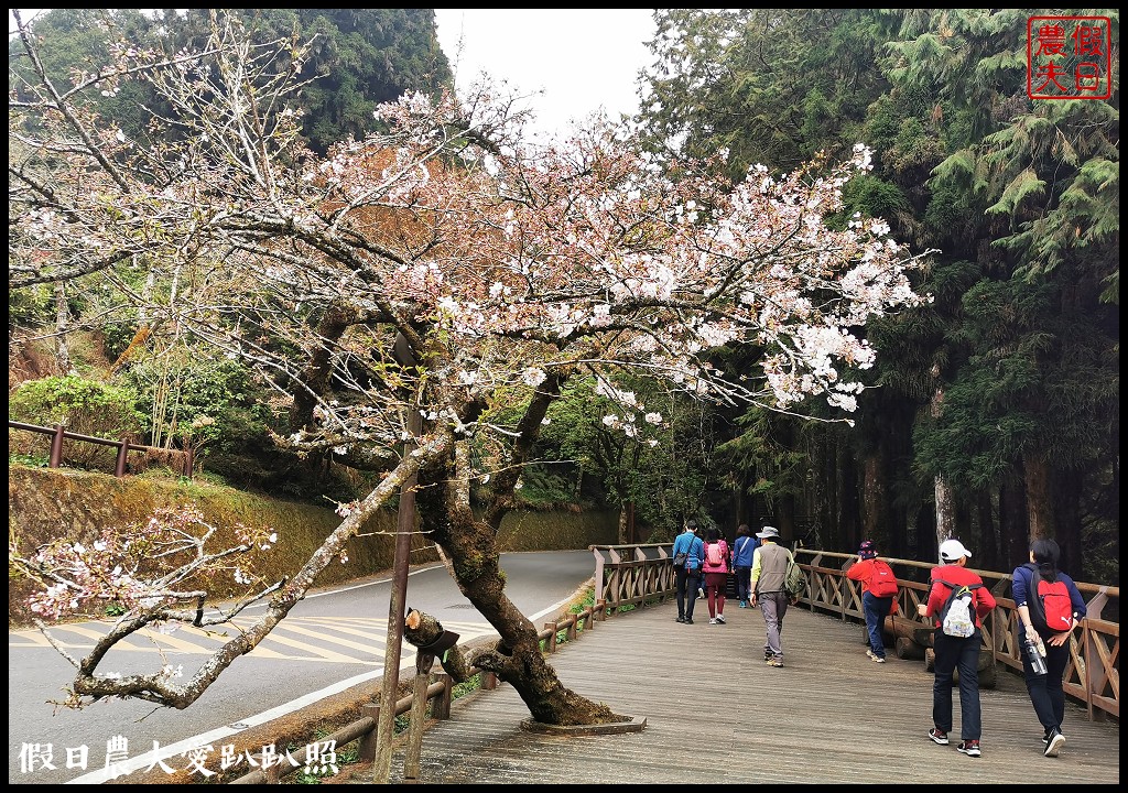 阿里山住宿|櫻山大飯店．第一次拍櫻王星軌 @假日農夫愛趴趴照