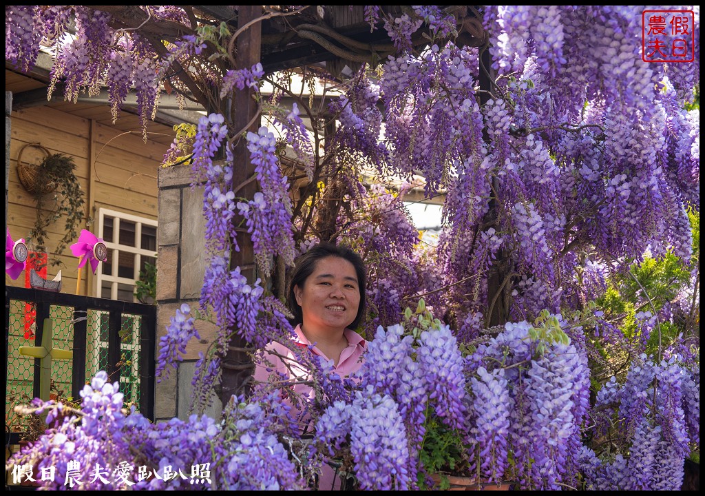 梨山紫藤大爆開|一次告訴你五個免費賞花點|櫻緣丘 @假日農夫愛趴趴照