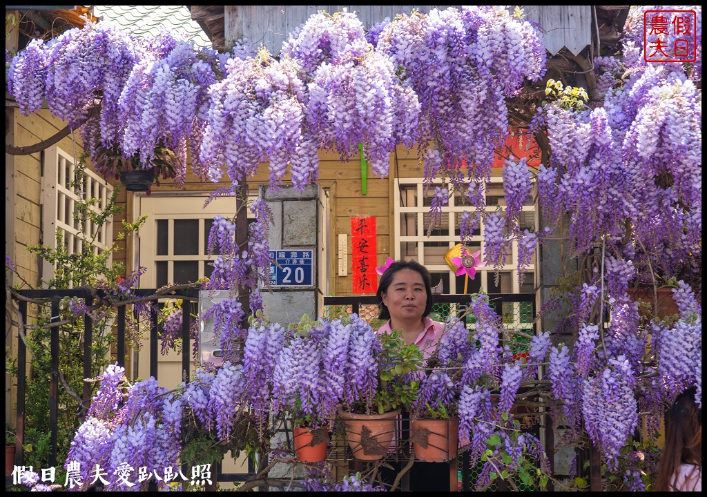 梨山紫藤大爆開|一次告訴你五個免費賞花點|櫻緣丘 @假日農夫愛趴趴照