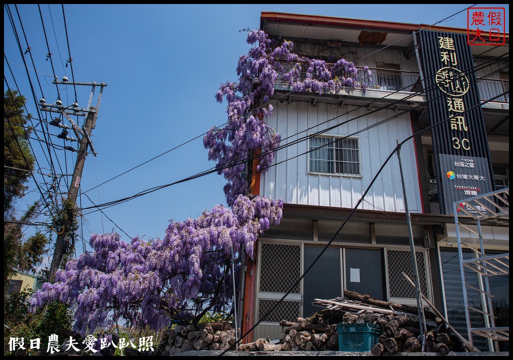 梨山紫藤大爆開|一次告訴你五個免費賞花點|櫻緣丘 @假日農夫愛趴趴照