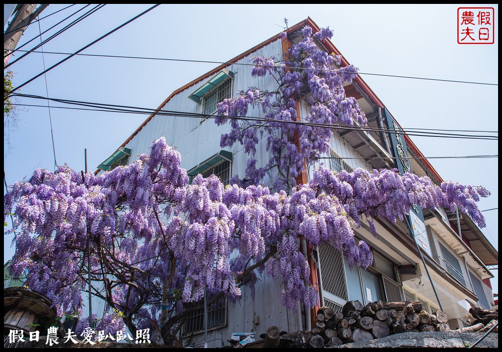 梨山紫藤大爆開|一次告訴你五個免費賞花點|櫻緣丘 @假日農夫愛趴趴照