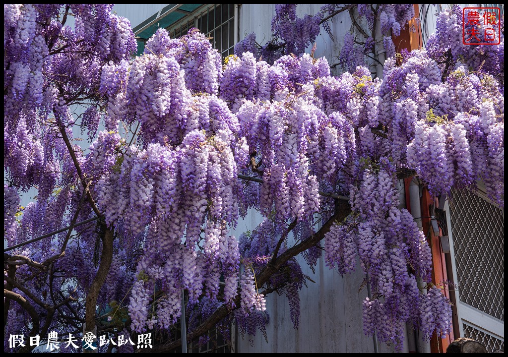 梨山紫藤大爆開|一次告訴你五個免費賞花點|櫻緣丘 @假日農夫愛趴趴照