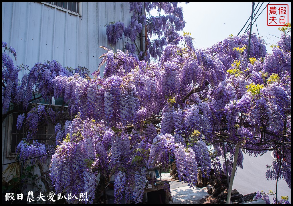 梨山紫藤大爆開|一次告訴你五個免費賞花點|櫻緣丘 @假日農夫愛趴趴照