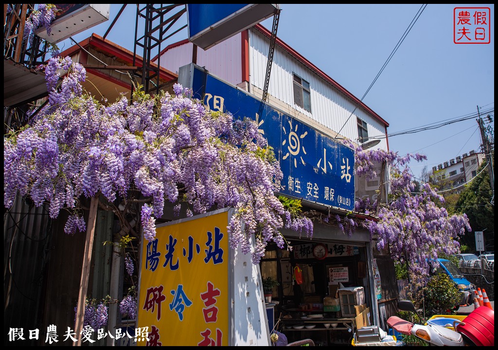 梨山紫藤大爆開|一次告訴你五個免費賞花點|櫻緣丘 @假日農夫愛趴趴照