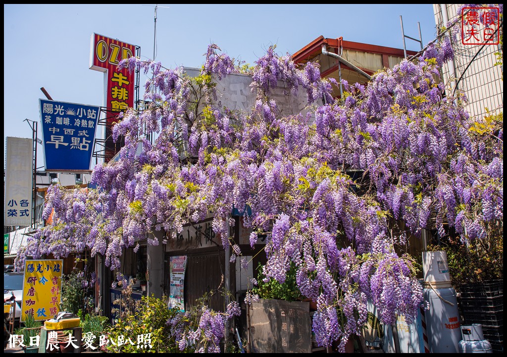 梨山紫藤大爆開|一次告訴你五個免費賞花點|櫻緣丘 @假日農夫愛趴趴照