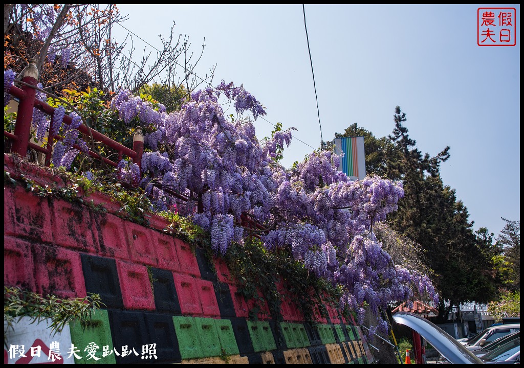 梨山紫藤大爆開|一次告訴你五個免費賞花點|櫻緣丘 @假日農夫愛趴趴照