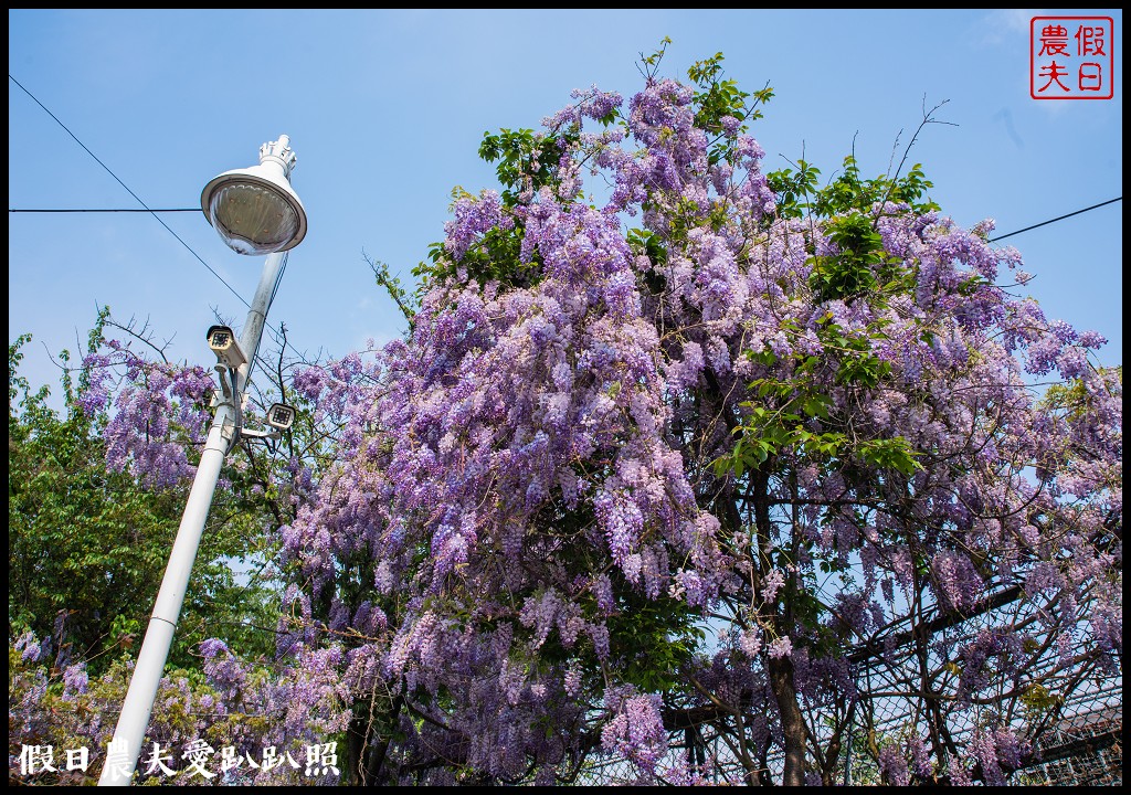 梨山紫藤大爆開|一次告訴你五個免費賞花點|櫻緣丘 @假日農夫愛趴趴照