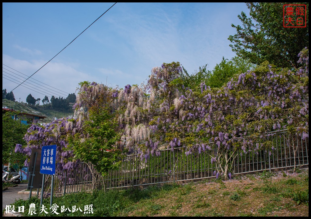 梨山紫藤大爆開|一次告訴你五個免費賞花點|櫻緣丘 @假日農夫愛趴趴照