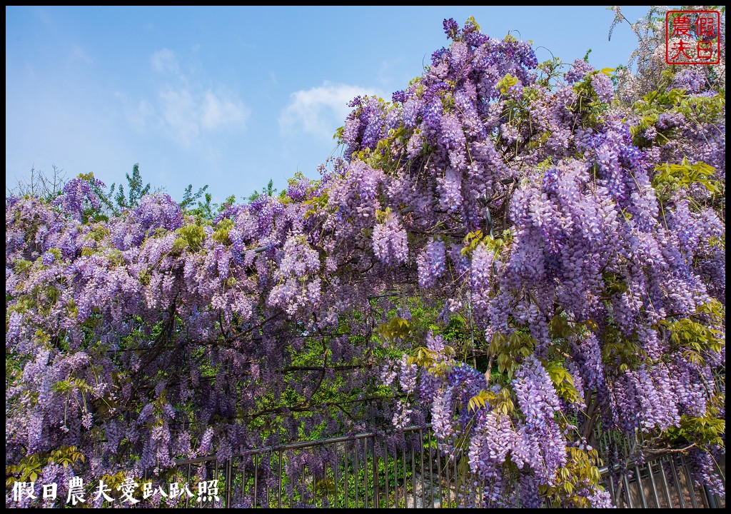 梨山紫藤大爆開|一次告訴你五個免費賞花點|櫻緣丘 @假日農夫愛趴趴照