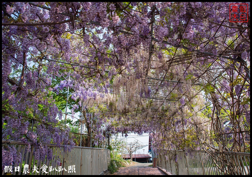 梨山紫藤大爆開|一次告訴你五個免費賞花點|櫻緣丘 @假日農夫愛趴趴照