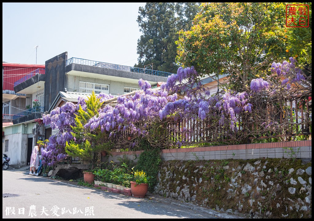 梨山紫藤大爆開|一次告訴你五個免費賞花點|櫻緣丘 @假日農夫愛趴趴照