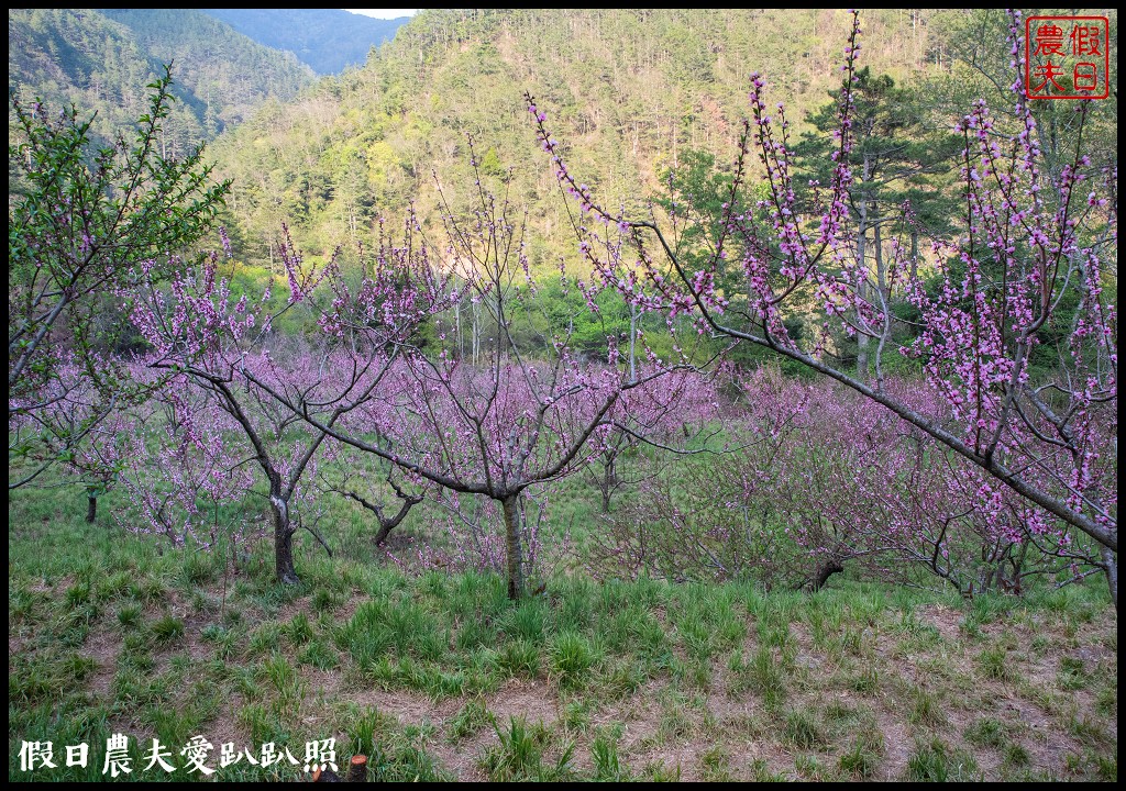 武陵農場國民賓館|免費南谷園區導覽解說必參加|四月份有紫藤白藤 @假日農夫愛趴趴照