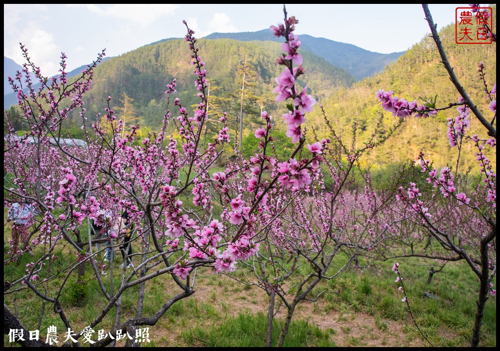 武陵農場國民賓館|免費南谷園區導覽解說必參加|四月份有紫藤白藤 @假日農夫愛趴趴照