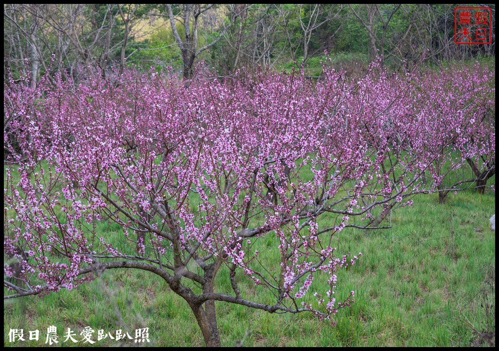 武陵農場國民賓館|免費南谷園區導覽解說必參加|四月份有紫藤白藤 @假日農夫愛趴趴照