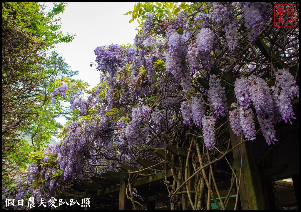 武陵農場國民賓館|免費南谷園區導覽解說必參加|四月份有紫藤白藤 @假日農夫愛趴趴照