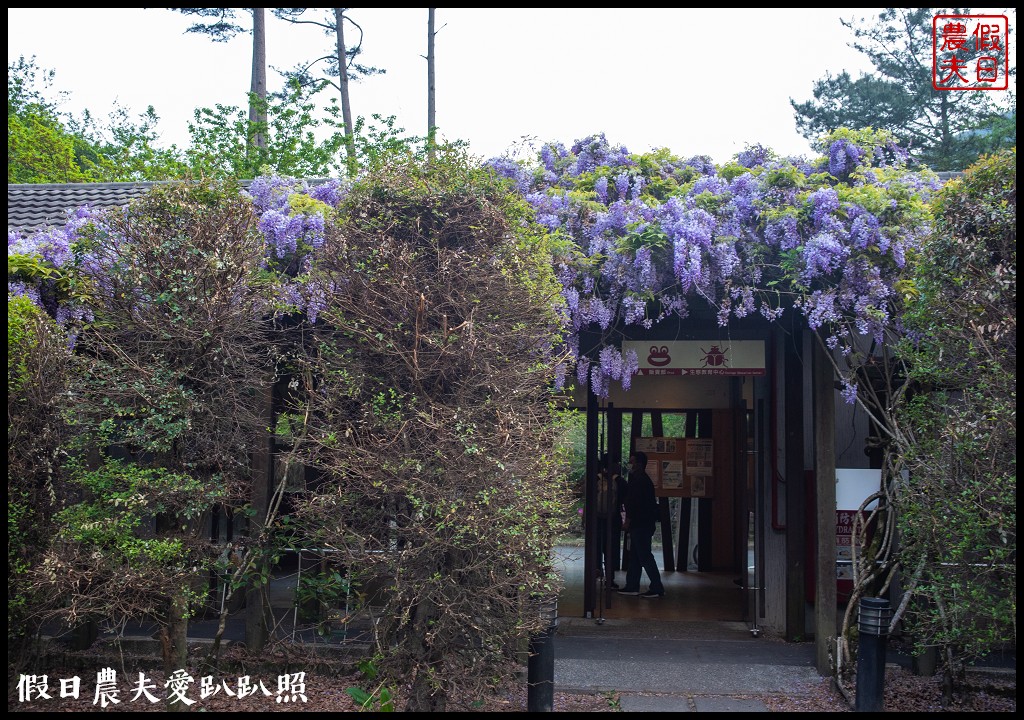 武陵農場國民賓館|免費南谷園區導覽解說必參加|四月份有紫藤白藤 @假日農夫愛趴趴照