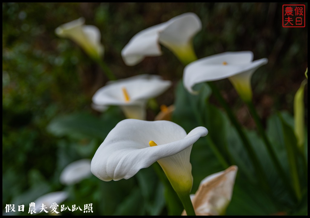 武陵農場國民賓館|免費南谷園區導覽解說必參加|四月份有紫藤白藤 @假日農夫愛趴趴照