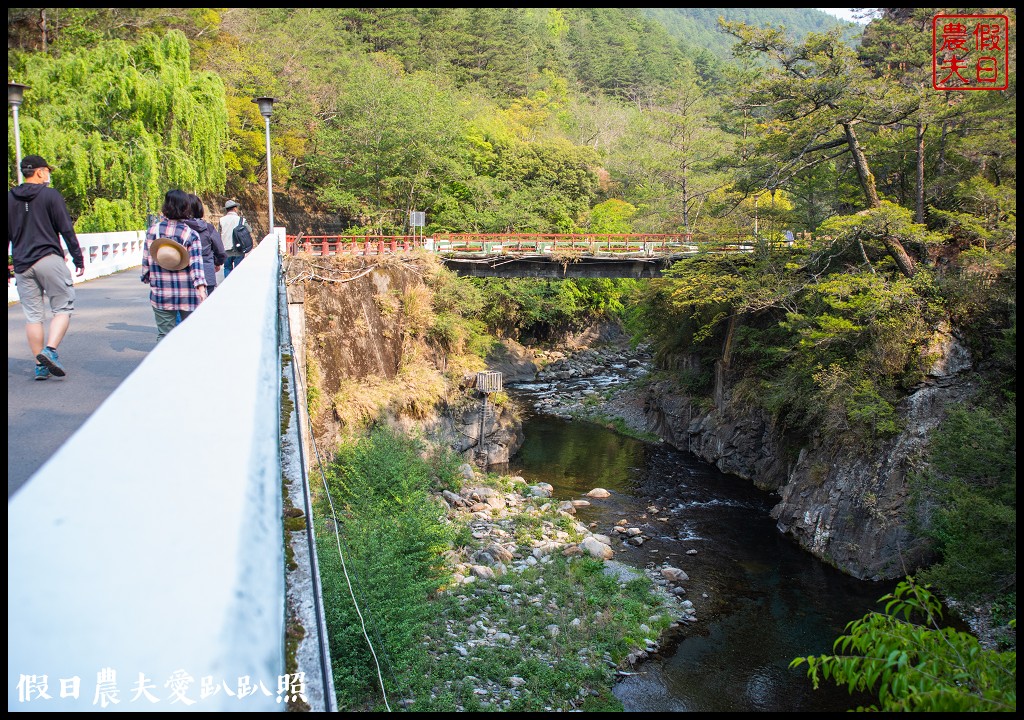 武陵農場國民賓館|免費南谷園區導覽解說必參加|四月份有紫藤白藤 @假日農夫愛趴趴照