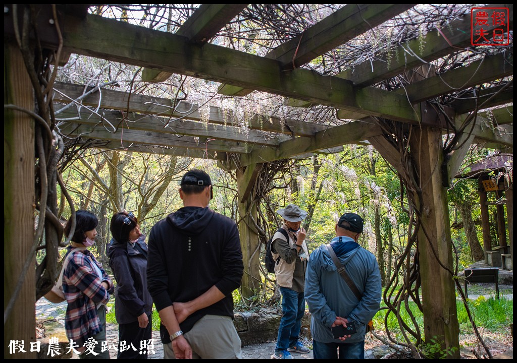 武陵農場國民賓館|免費南谷園區導覽解說必參加|四月份有紫藤白藤 @假日農夫愛趴趴照