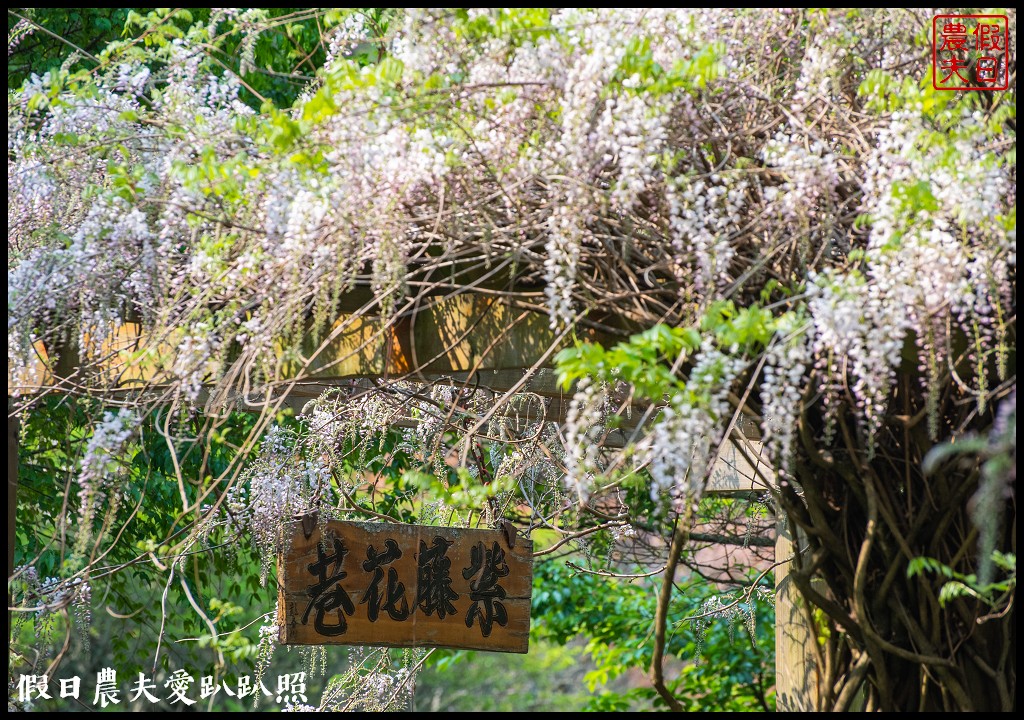 武陵農場國民賓館|免費南谷園區導覽解說必參加|四月份有紫藤白藤 @假日農夫愛趴趴照