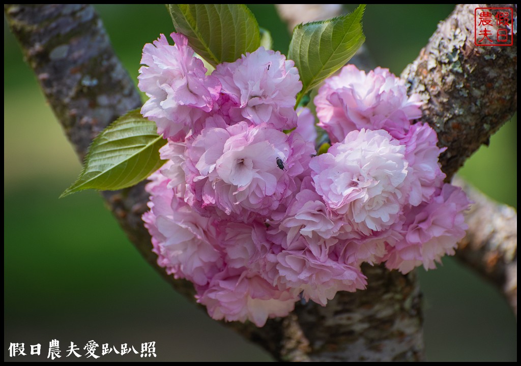 武陵農場國民賓館|免費南谷園區導覽解說必參加|四月份有紫藤白藤 @假日農夫愛趴趴照