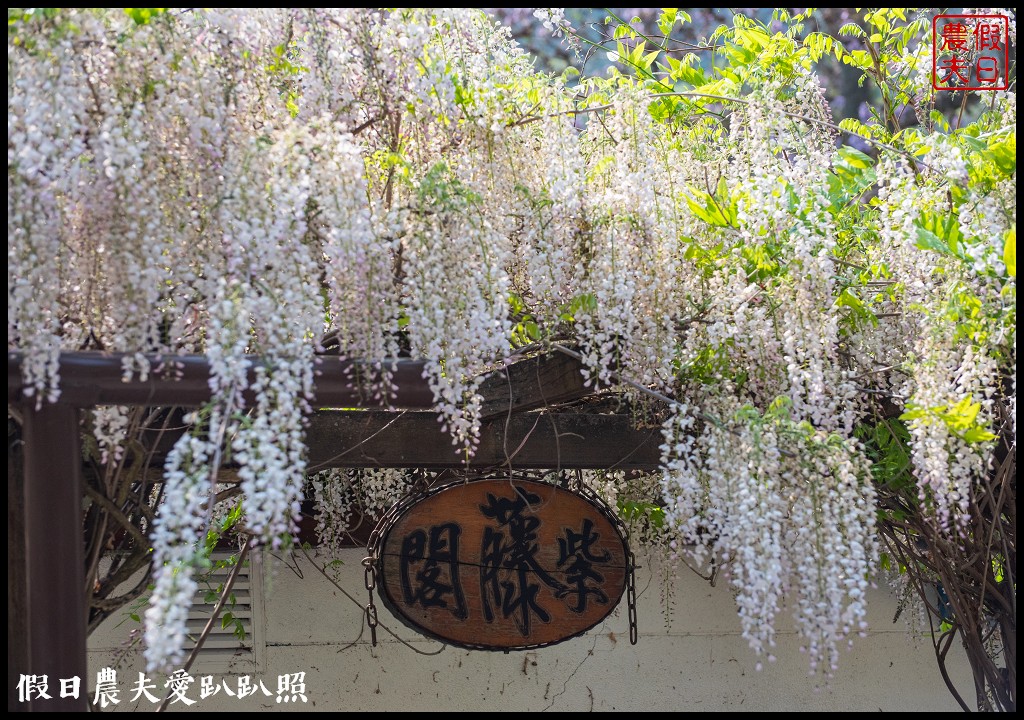 武陵農場國民賓館|免費南谷園區導覽解說必參加|四月份有紫藤白藤 @假日農夫愛趴趴照