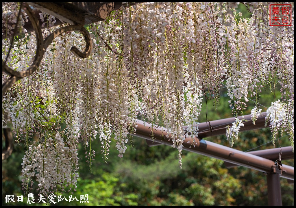 武陵農場國民賓館|免費南谷園區導覽解說必參加|四月份有紫藤白藤 @假日農夫愛趴趴照