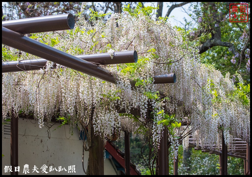 武陵農場國民賓館|免費南谷園區導覽解說必參加|四月份有紫藤白藤 @假日農夫愛趴趴照