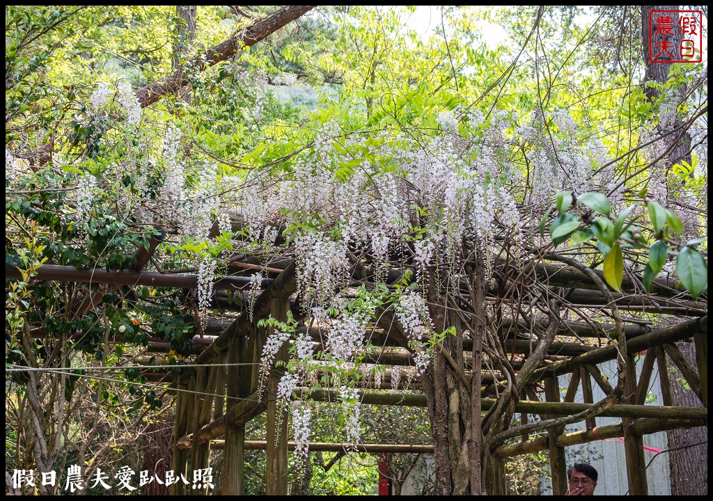 武陵農場國民賓館|免費南谷園區導覽解說必參加|四月份有紫藤白藤 @假日農夫愛趴趴照