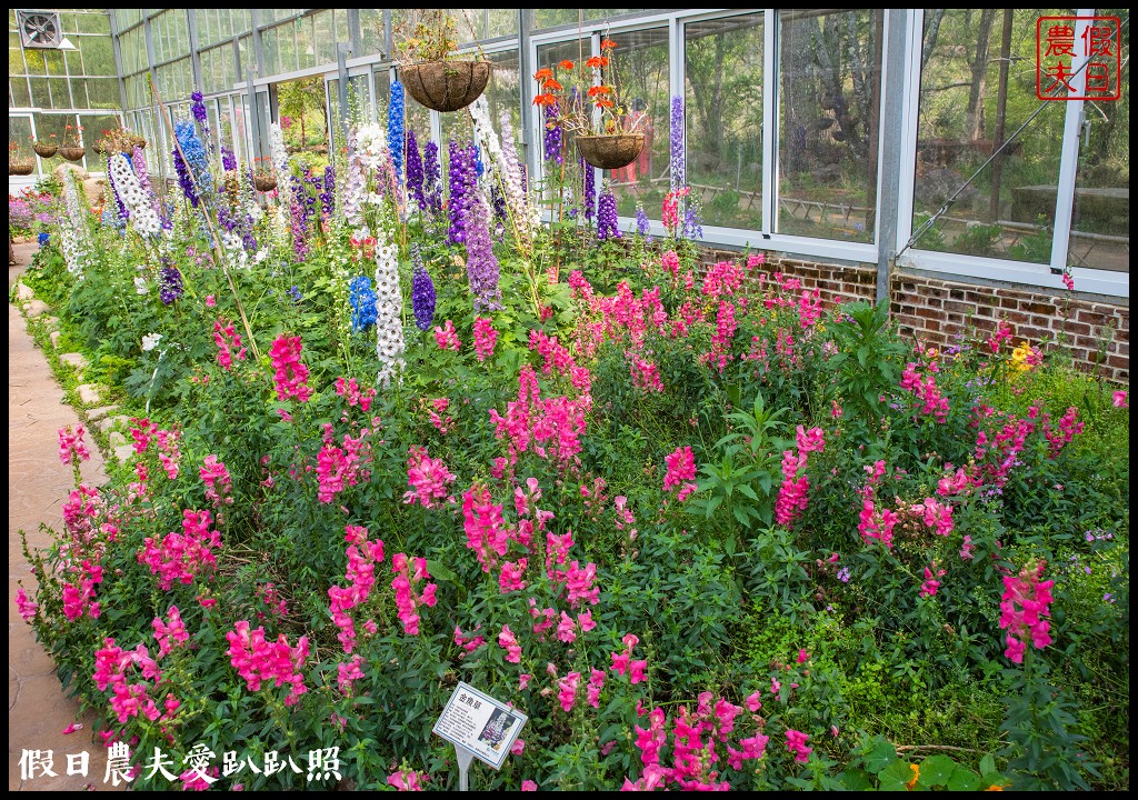 武陵農場國民賓館|免費南谷園區導覽解說必參加|四月份有紫藤白藤 @假日農夫愛趴趴照