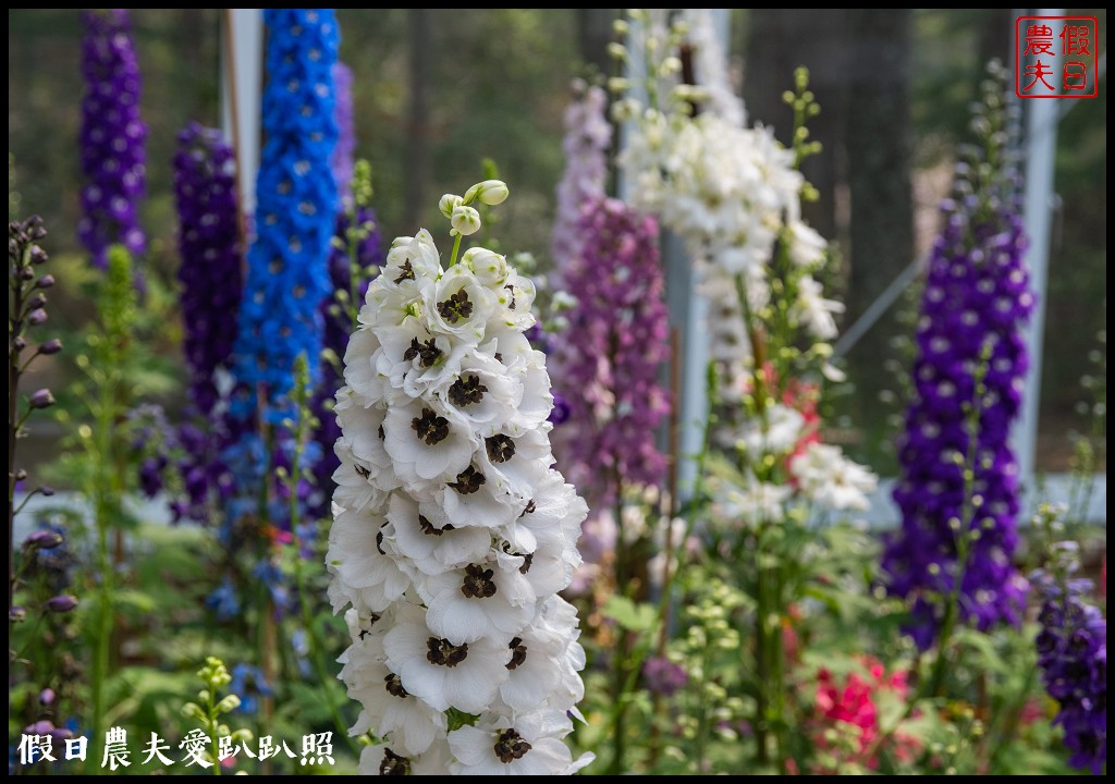 武陵農場國民賓館|免費南谷園區導覽解說必參加|四月份有紫藤白藤 @假日農夫愛趴趴照