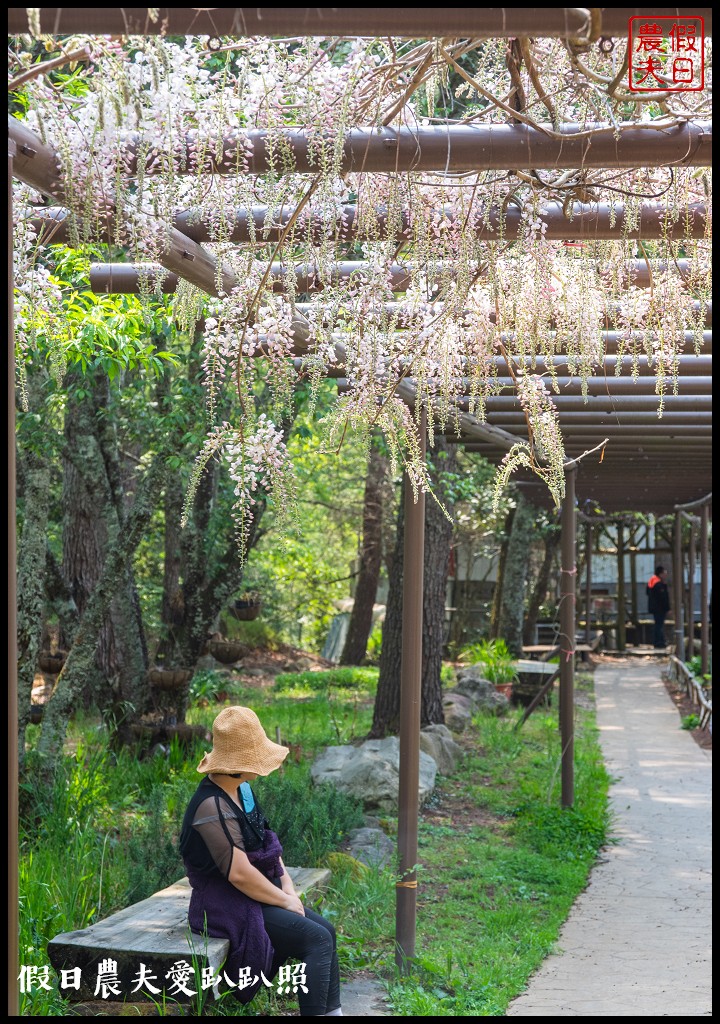 武陵農場國民賓館|免費南谷園區導覽解說必參加|四月份有紫藤白藤 @假日農夫愛趴趴照