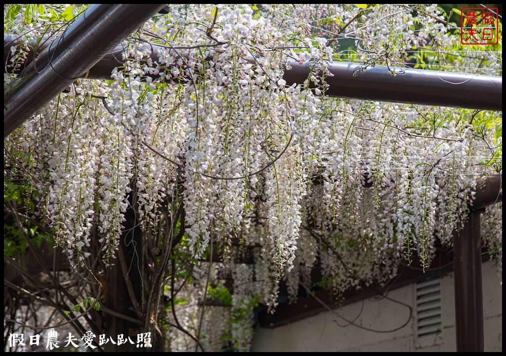 武陵農場國民賓館|免費南谷園區導覽解說必參加|四月份有紫藤白藤 @假日農夫愛趴趴照