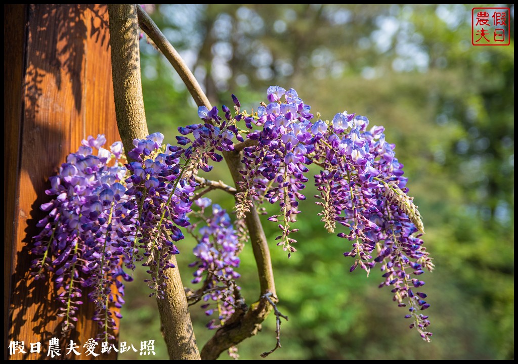 福壽山農場|四季都有好風光．賞花住宿怎麼玩 @假日農夫愛趴趴照