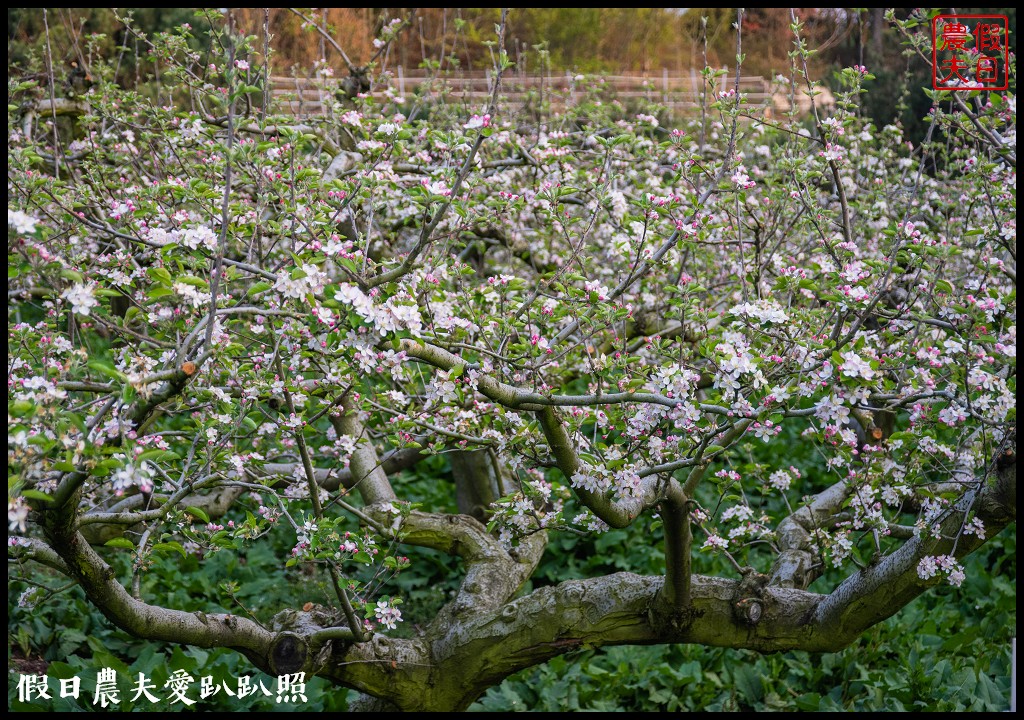 福壽山農場|四季都有好風光．賞花住宿怎麼玩 @假日農夫愛趴趴照