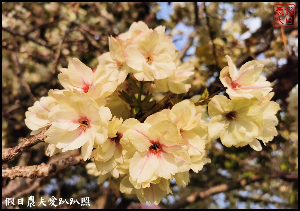 福壽山農場|四季都有好風光．賞花住宿怎麼玩 @假日農夫愛趴趴照