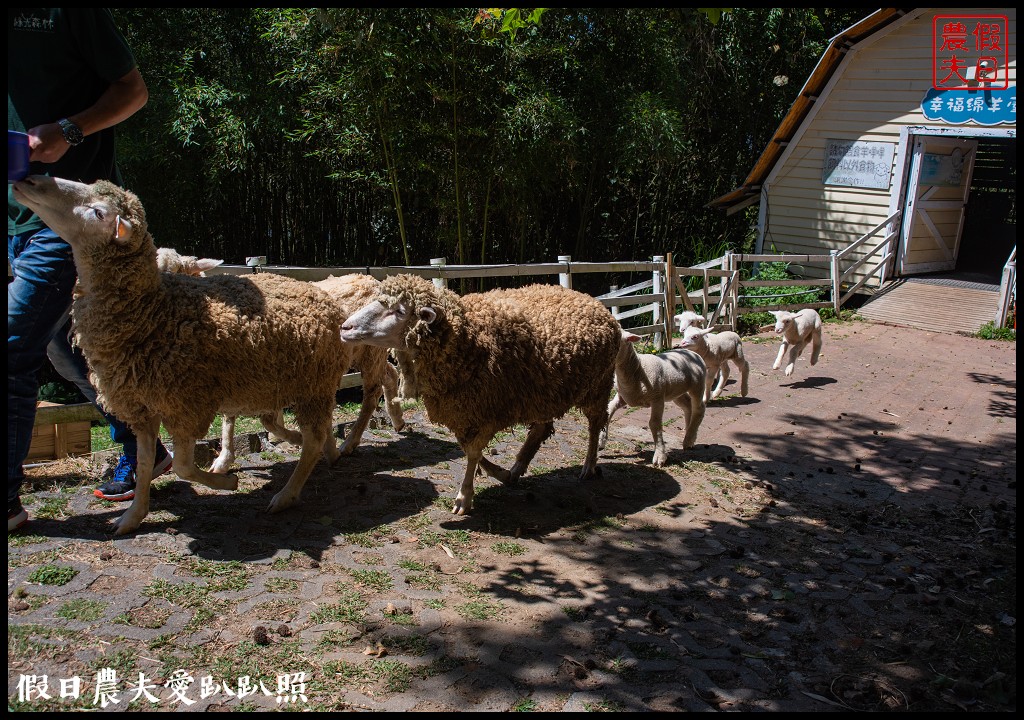 綠光森林景觀民宿餐廳|坐看山景雲海落羽松餵羊咩咩與星光入眠 @假日農夫愛趴趴照