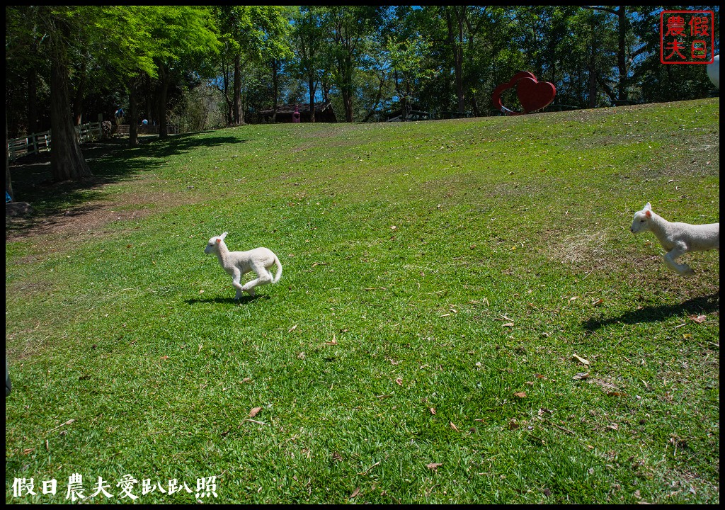 綠光森林景觀民宿餐廳|坐看山景雲海落羽松餵羊咩咩與星光入眠 @假日農夫愛趴趴照