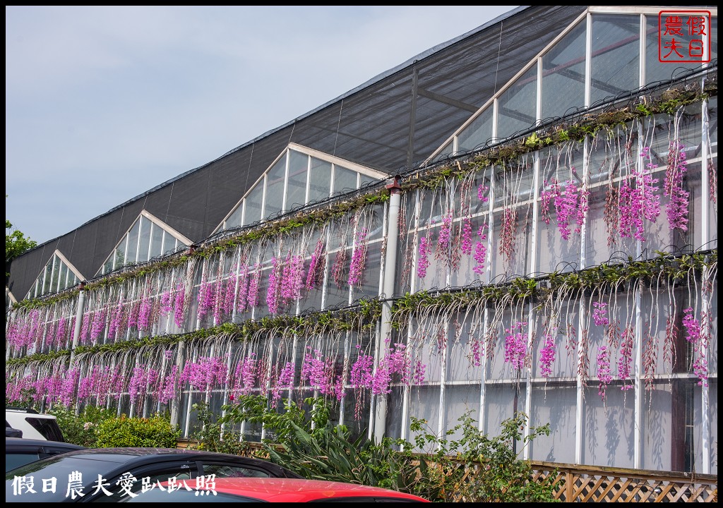 萌芳花卉農場|數萬株石斛蘭花盛開形成花瀑花牆花隧道 @假日農夫愛趴趴照