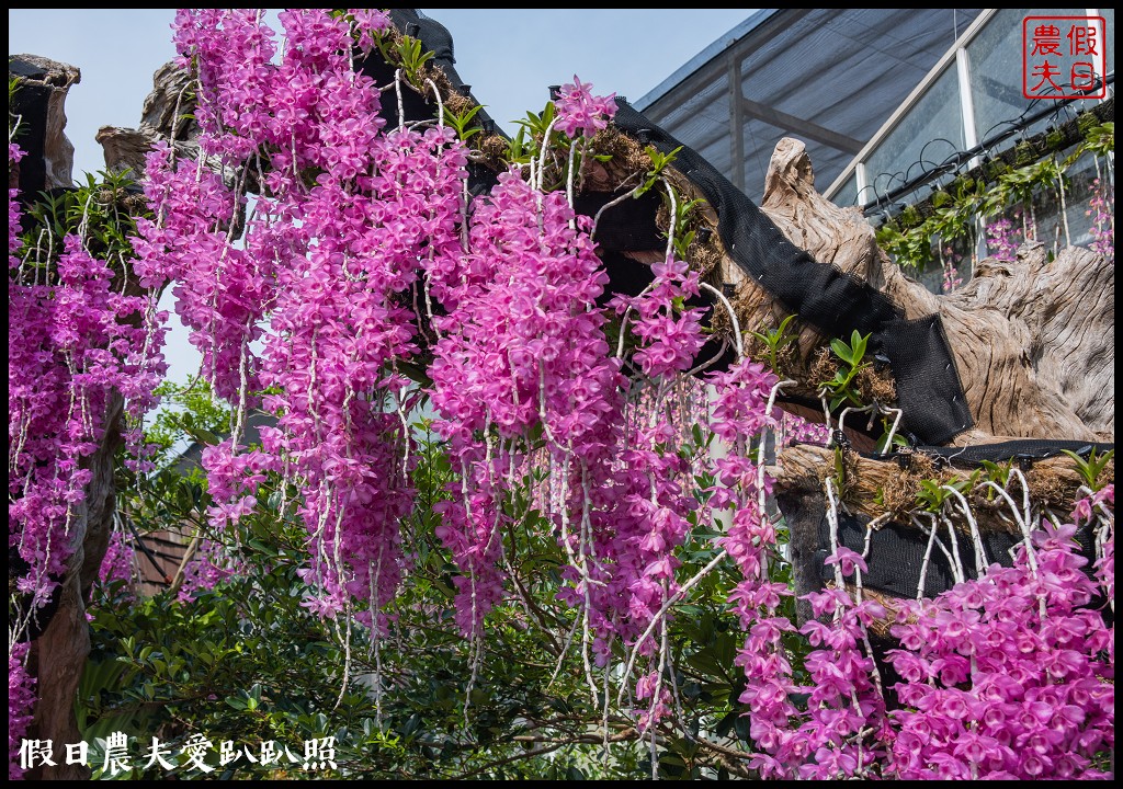 萌芳花卉農場|數萬株石斛蘭花盛開形成花瀑花牆花隧道 @假日農夫愛趴趴照